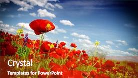  Presentation with poppy - Presentation theme having red poppy and wild flowers background and a crimson colored foreground