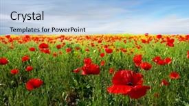  Presentation with poppy - PPT layouts consisting of red poppy and wild flowers background and a light blue colored foreground