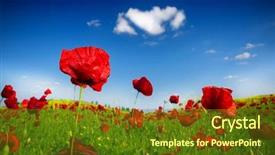  Presentation with wild flower in field of daisies - Slides enhanced with red poppy and wild flowers background and a tawny brown colored foreground