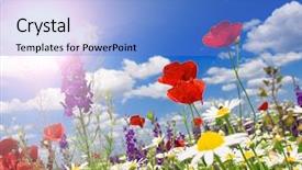  Presentation with poppy - Colorful slide deck enhanced with red poppy and wild flowers backdrop and a teal colored foreground