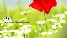  Presentation with wild flower in field of daisies - Audience pleasing slides consisting of red poppy and wild flowers backdrop and a  colored foreground