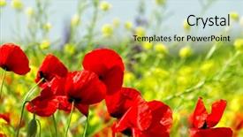  Presentation with poppy - Colorful PPT theme enhanced with red poppy and wild flowers backdrop and a mint green colored foreground