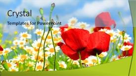  Presentation with poppy - Amazing PPT theme having red poppy and wild flowers backdrop and a  colored foreground