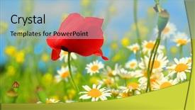  Presentation with wild flower in field of daisies - PPT theme with red poppy and wild flowers background and a  colored foreground