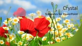  Presentation with wild flower in field of daisies - Amazing slide deck having red poppy and wild flowers backdrop and a  colored foreground