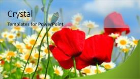  Presentation with wild flower in field of daisies - Slide deck featuring red poppy and wild flowers background and a  colored foreground