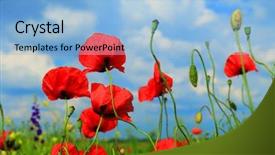 Presentation with poppy - Slide set consisting of red poppy and wild flowers background and a  colored foreground
