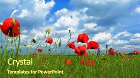  Presentation with wild flower in field of daisies - PPT theme with red poppy and wild flowers background and a  colored foreground