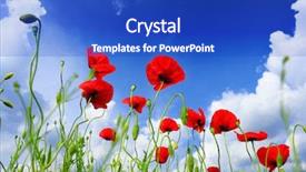 Presentation with poppy - Amazing slide set having red poppy and wild flowers backdrop and a  colored foreground