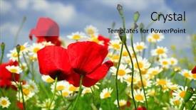  Presentation with poppy - Audience pleasing slides consisting of red poppy and wild flowers backdrop and a  colored foreground