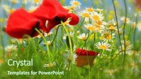 Presentation with wild flower in field of daisies - PPT theme consisting of red poppy and wild flowers background and a  colored foreground