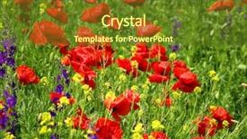  Presentation with poppy - PPT layouts consisting of red poppy and wild flowers background and a  colored foreground