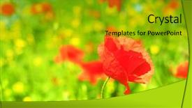  Presentation with poppy - Cool new slides with red poppy and wild flowers backdrop and a  colored foreground