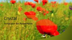  Presentation with poppy - Theme with red poppy and wild flowers background and a gold colored foreground