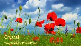  Presentation with poppy - Presentation design featuring red poppy and wild flowers background and a tawny brown colored foreground