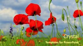  Presentation with poppy - Audience pleasing slide deck consisting of red poppy and wild flowers backdrop and a tawny brown colored foreground