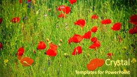  Presentation with poppy - Theme enhanced with red poppy and wild flowers background and a tawny brown colored foreground