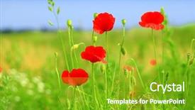 Presentation with wild flower in field of daisies - Audience pleasing PPT theme consisting of red poppy and wild flowers backdrop and a shamrock green colored foreground