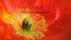  Presentation with poppy - Presentation theme with red poppy center background and a red colored foreground