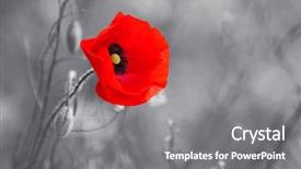  Presentation with remembrance day - Theme with red poppy flower for remembrance background and a gray colored foreground