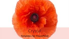  Presentation with poppy - Beautiful slides featuring red-poppy-flower-isolated backdrop and a red colored foreground