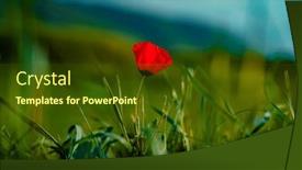  Presentation with poppy - PPT layouts enhanced with red-poppy-flower-on-mountains background and a tawny brown colored foreground