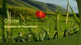  Presentation with poppy - PPT theme consisting of red-poppy-flower-on-mountains background and a tawny brown colored foreground