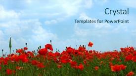  Presentation with poppy - Cool new slides with red poppy flowers colorful summer field under blue cloudy sky close-up background landscape backdrop and a sky blue colored foreground