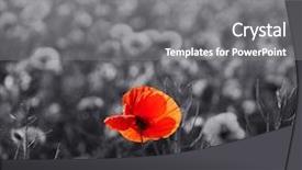  Presentation with remembrance day - Presentation theme enhanced with red poppy flowers for remembrance background and a gray colored foreground