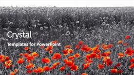  Presentation with flowers - Theme featuring red poppy flowers for remembrance background and a dark gray colored foreground