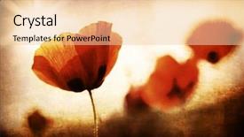  Presentation with poppy - Theme consisting of red poppy flowers meadow grungy background and a lemonade colored foreground