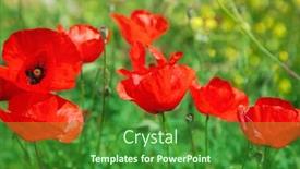  Presentation with poppy - Audience pleasing slide deck consisting of red-poppy-flowers backdrop and a forest green colored foreground