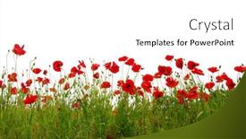  Presentation with poppy - Amazing theme having red poppy isolated on white backdrop and a white colored foreground