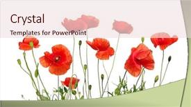  Presentation with poppy - Presentation theme having red poppy isolated on white background and a lemonade colored foreground