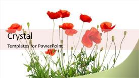  Presentation with poppy - Audience pleasing PPT theme consisting of nationalsozialismus - birds - female red cardinal backdrop and a gray colored foreground.