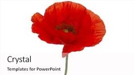  Presentation with red white blue confetti - Presentation design with red poppy isolated on white background and a white colored foreground