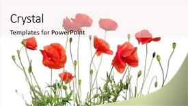  Presentation with poppy - PPT theme consisting of red poppy isolated on white background and a sky blue colored foreground