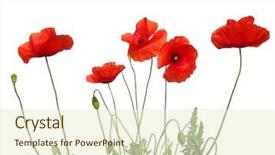  Presentation with poppy - Presentation featuring red poppy isolated on white background and a soft green colored foreground