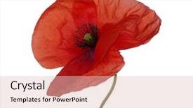  Presentation with meeting red white blue - Presentation with red poppy isolated on white background and a  colored foreground