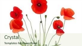  Presentation with poppy - Beautiful presentation design featuring red poppy isolated on white backdrop and a soft green colored foreground