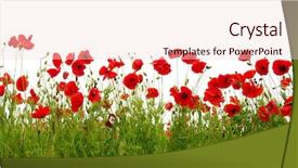  Presentation with poppy - PPT theme enhanced with red poppy isolated on white background and a lemonade colored foreground