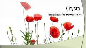  Presentation with poppy - Beautiful presentation featuring red poppy isolated on white backdrop and a  colored foreground