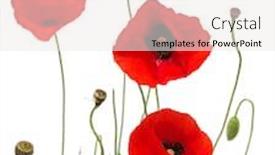  Presentation with poppy - Amazing PPT theme having red poppy isolated on white backdrop and a sky blue colored foreground