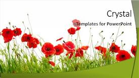  Presentation with poppy - PPT theme enhanced with red poppy isolated on white background and a white colored foreground