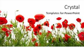  Presentation with red white blue confetti - Presentation design with red poppy isolated on white background and a  colored foreground