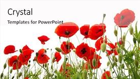  Presentation with red black and white - Colorful presentation design enhanced with red poppy isolated on white backdrop and a white colored foreground