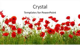  Presentation with poppy - Cool new slide set with red poppy isolated on white backdrop and a white colored foreground