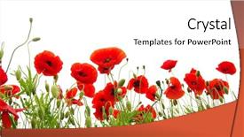  Presentation with poppy - Presentation enhanced with red poppy isolated on white background and a pink colored foreground
