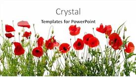  Presentation with poppy - Beautiful PPT theme featuring red poppy isolated on white backdrop and a white colored foreground