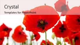  Presentation with poppy - Slide deck consisting of red poppy isolated on white background and a lemonade colored foreground